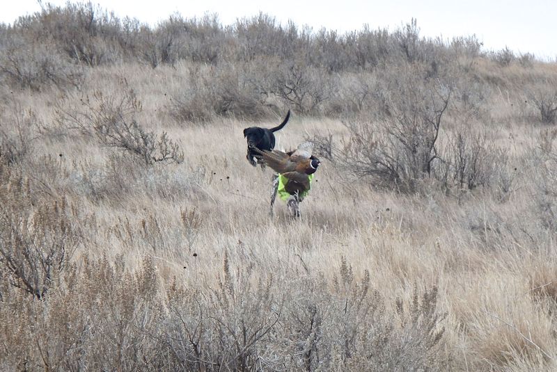 Sharptail grouse hunting at Prairie Hills