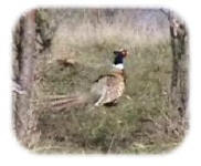 Prairie Hills Hunting Logo